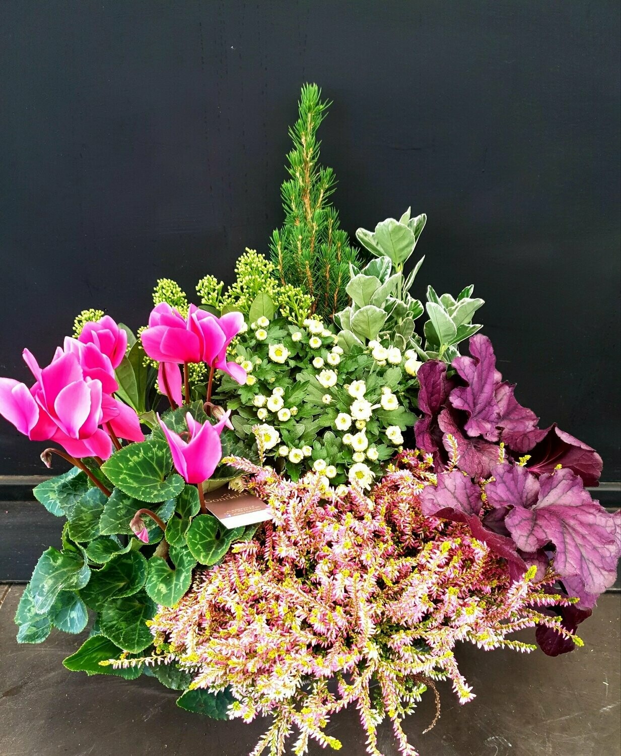 Composition 7 plantes
