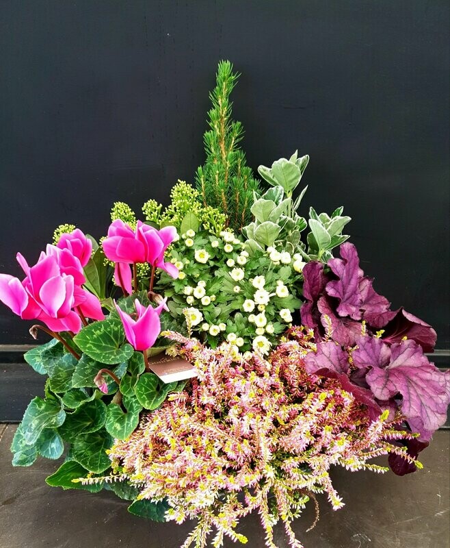 Composition 7 plantes