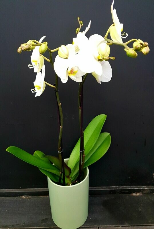 Orchidée  + cache pot