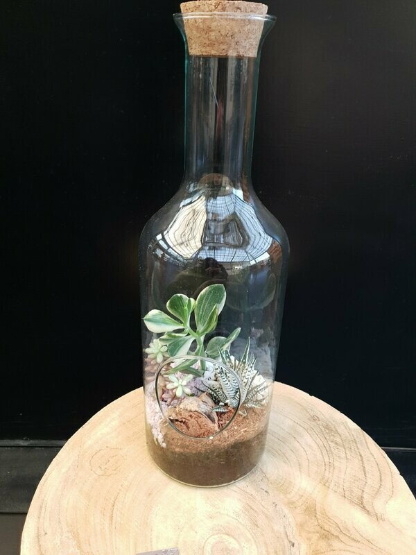 Terrarium