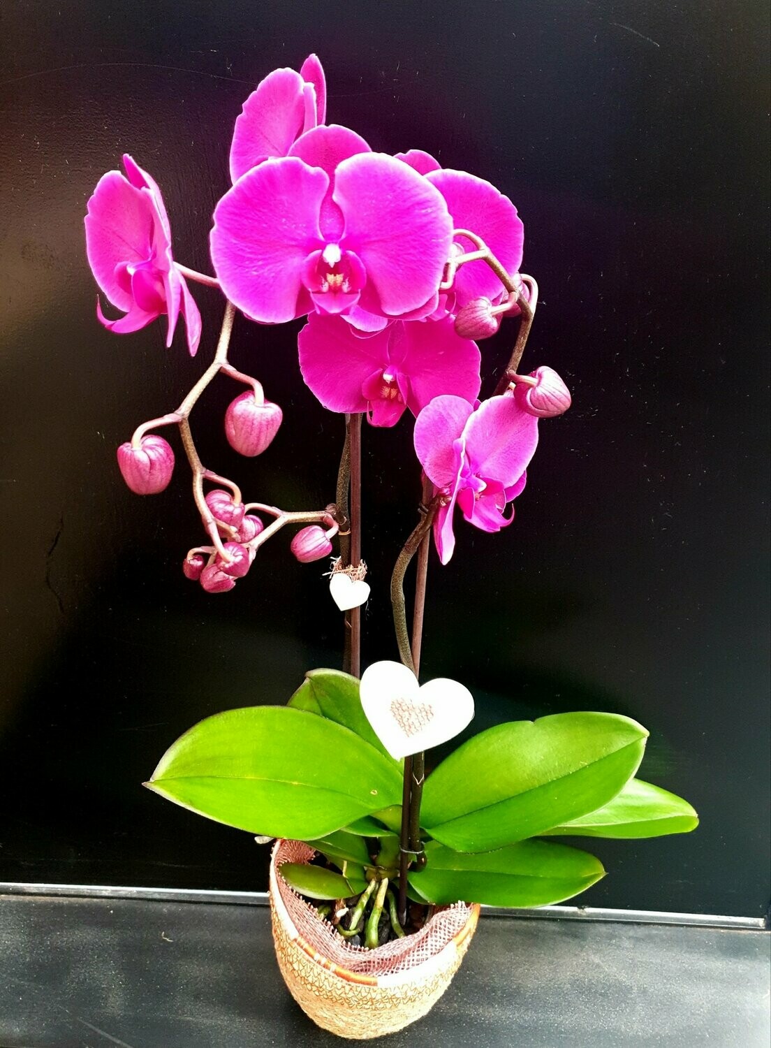 phalaenopsis rose