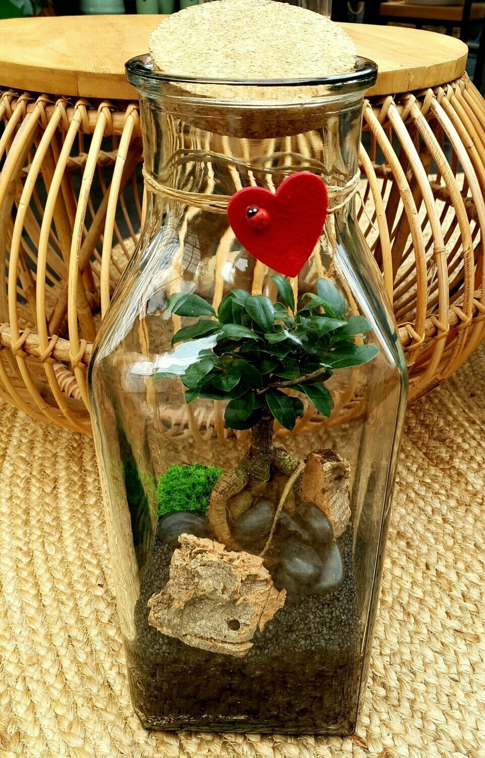 terrarium