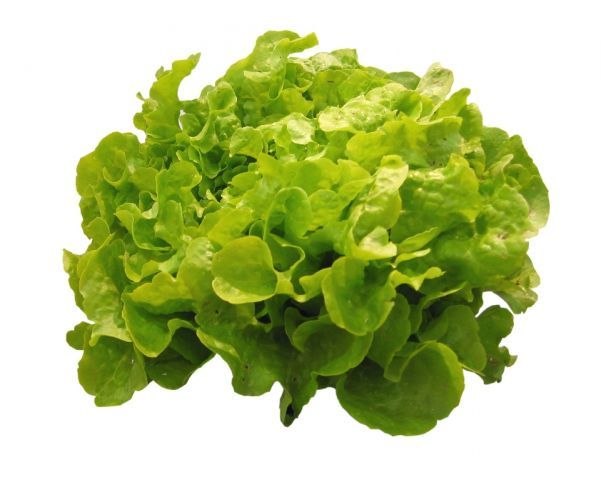 Salade verte (1kg)