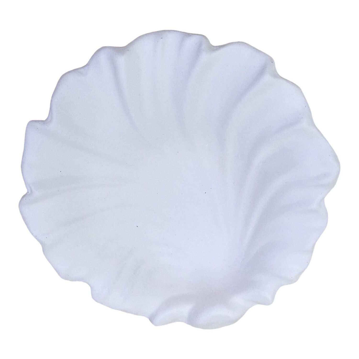 Pretty Shell Ceramic