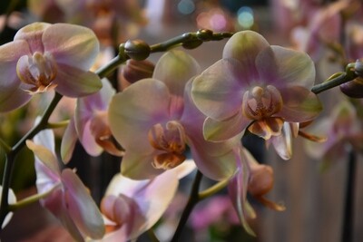 Farbige Orchidee