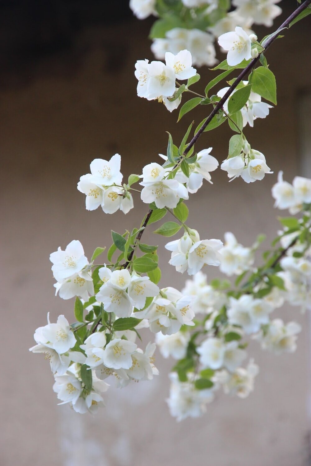 Jasmine Honey