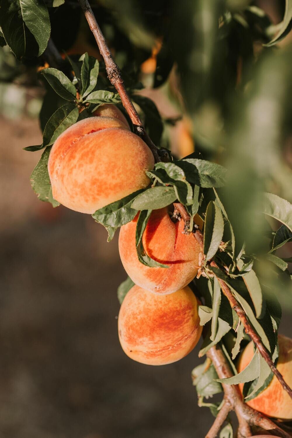 Just Peachy