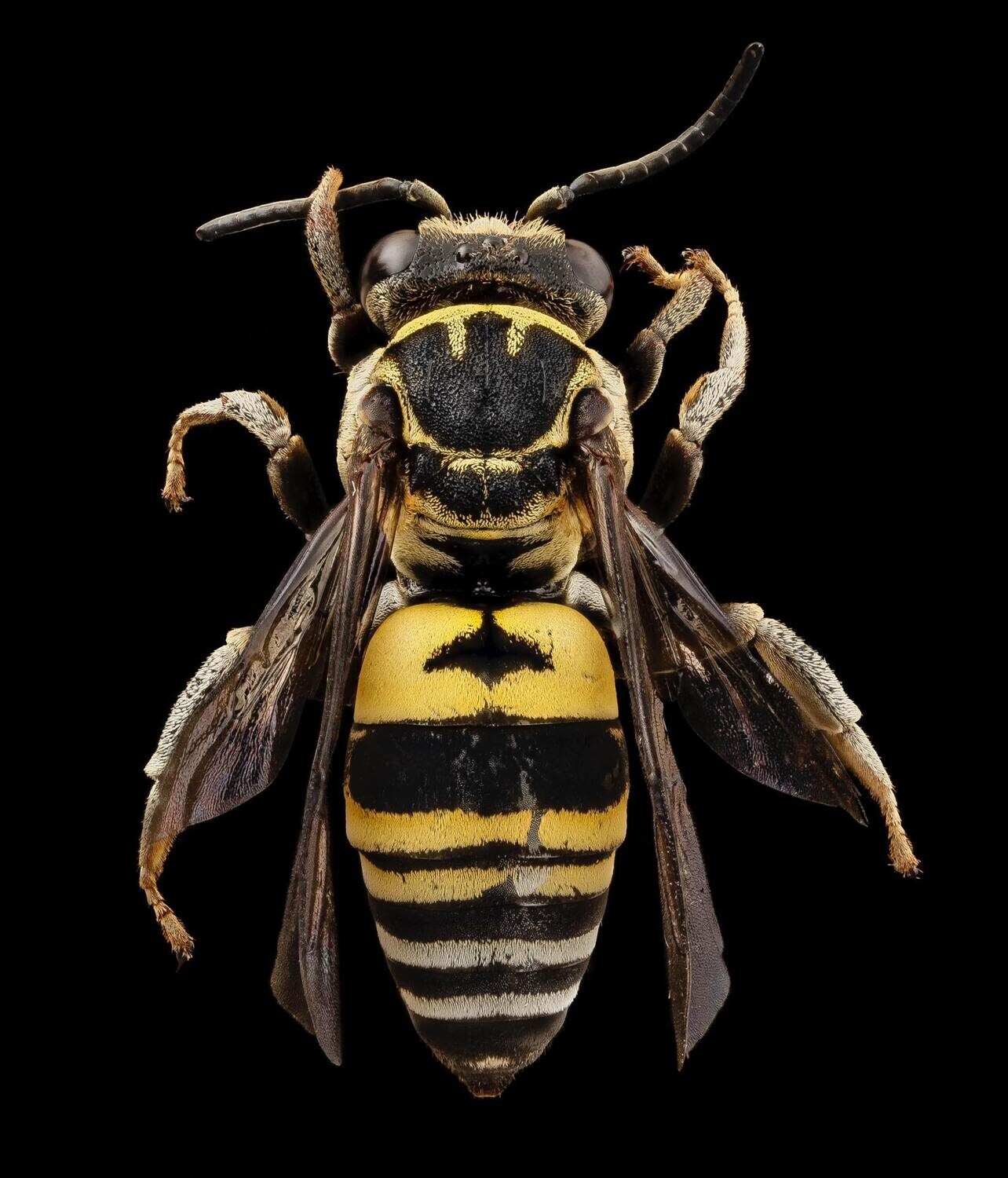 Bee Kind