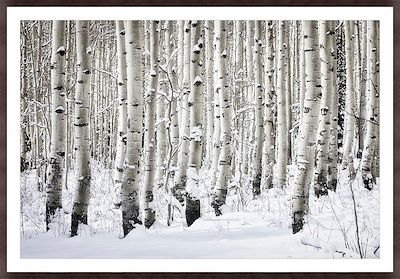 LB Art First Snow Birch 80 x 60