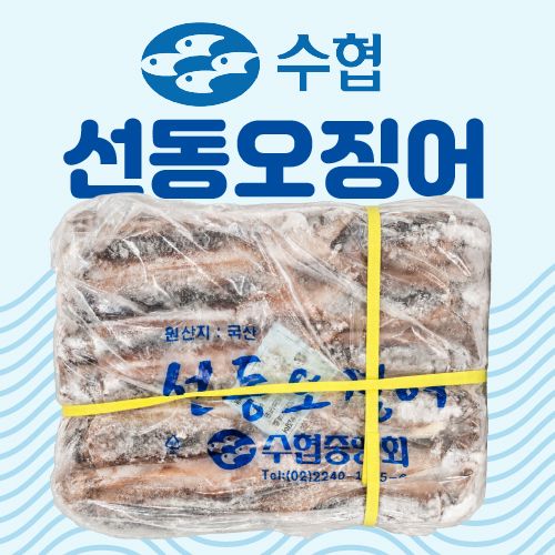 [최고품질] 수협 선동오징어 25미 8kg(벌크)