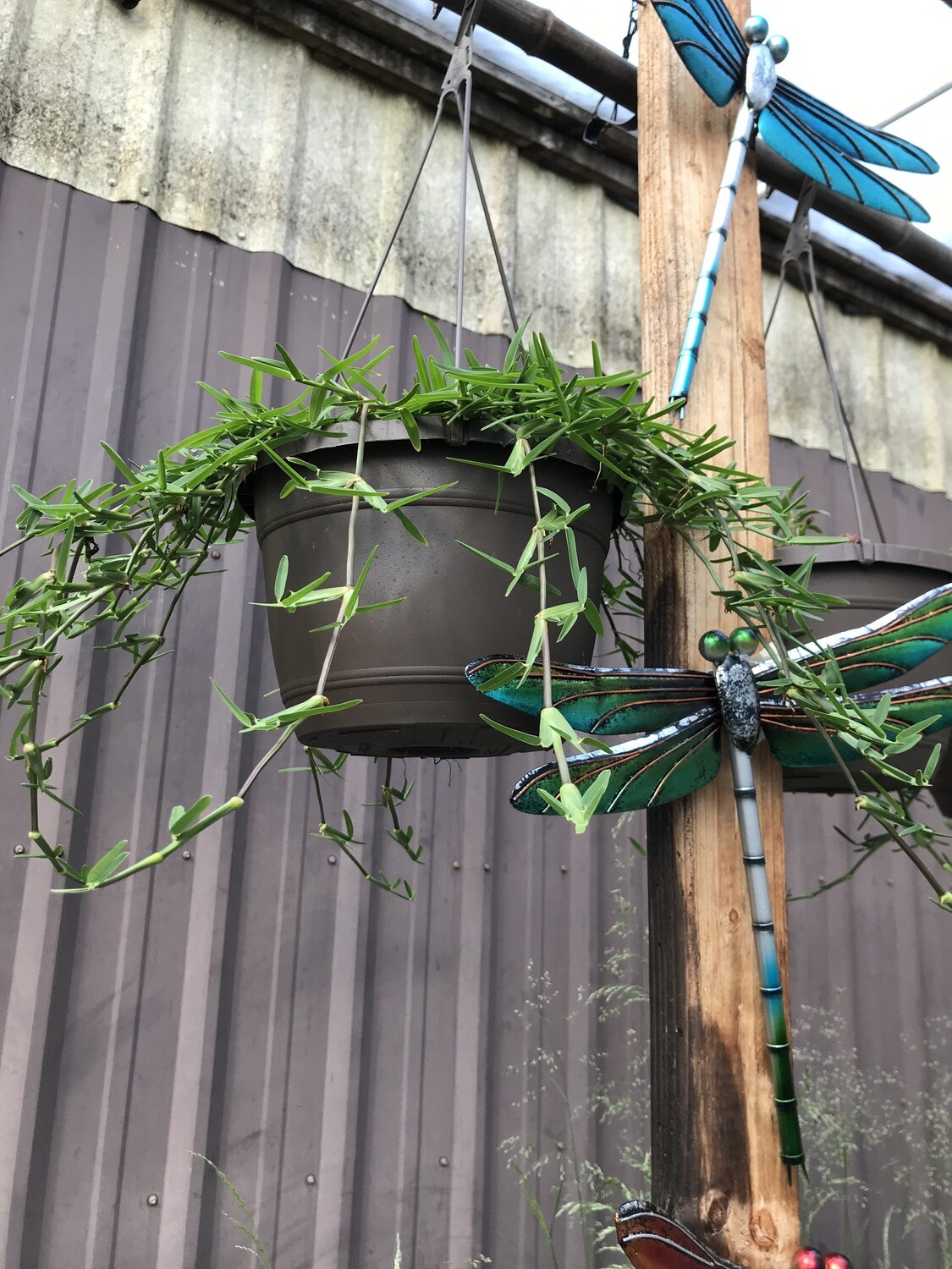 St. Augustine Grass Hanging Basket St. Augustine Grass Hanging Basket