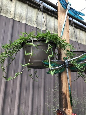 St. Augustine Grass Hanging Basket