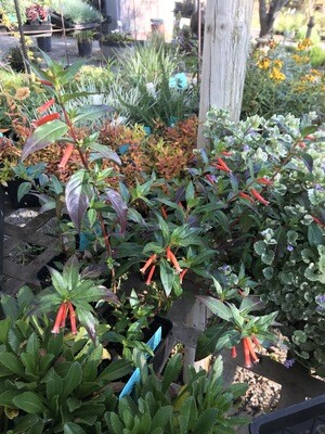 4" Perennial