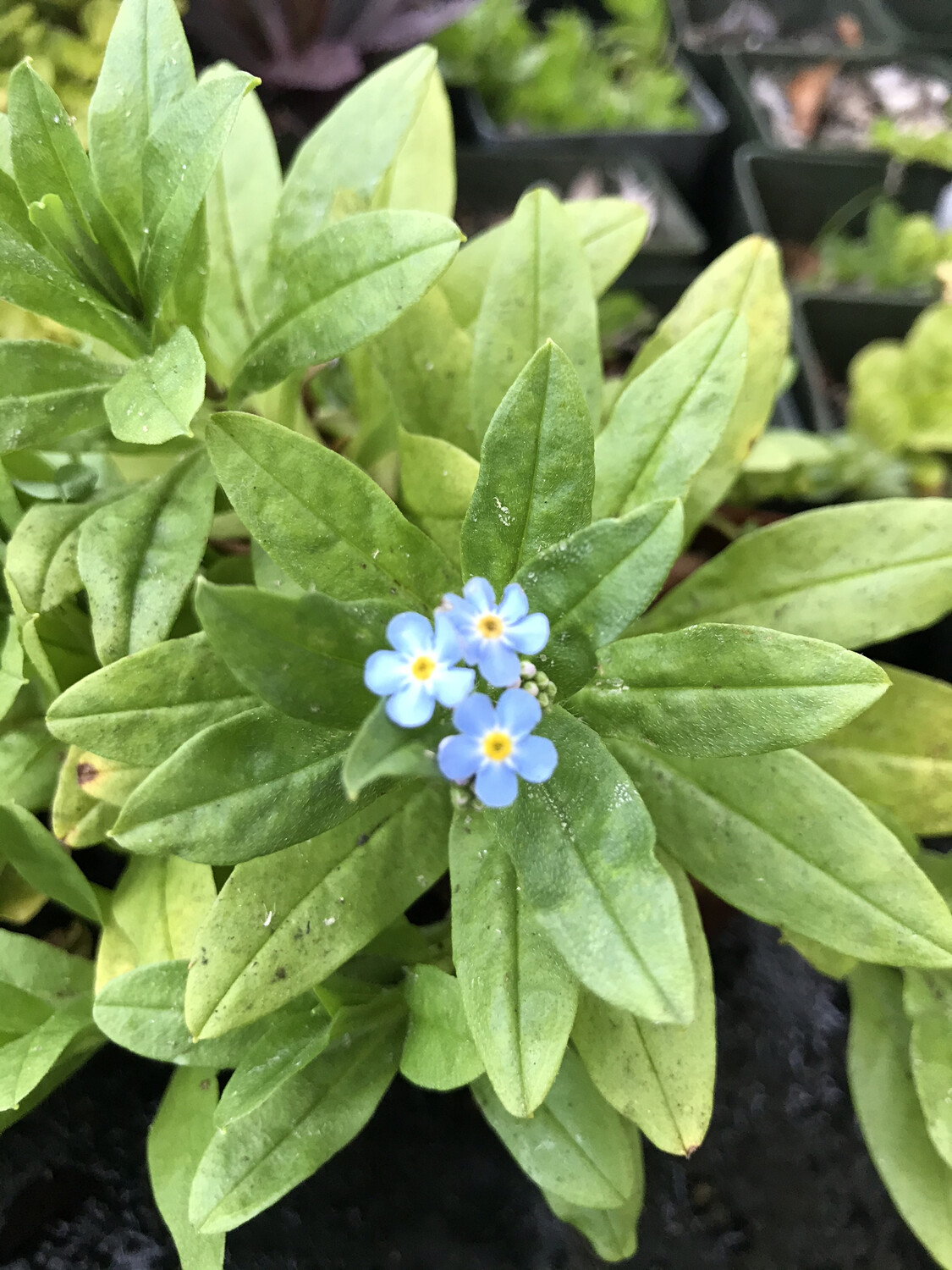 1 Gal Blue Water Forget-Me-Nots