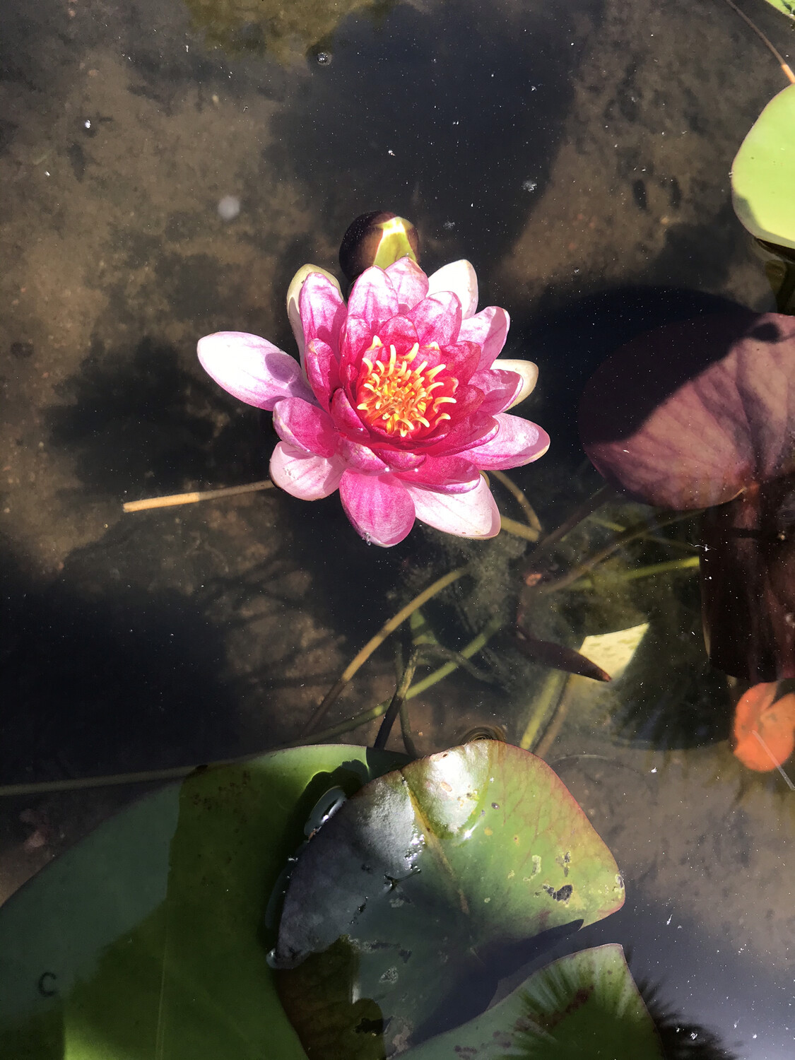 Hardy Water Lily: Attraction
