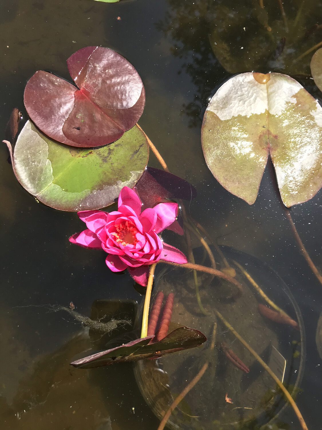 Hardy Water Lily: Bernice Ikins