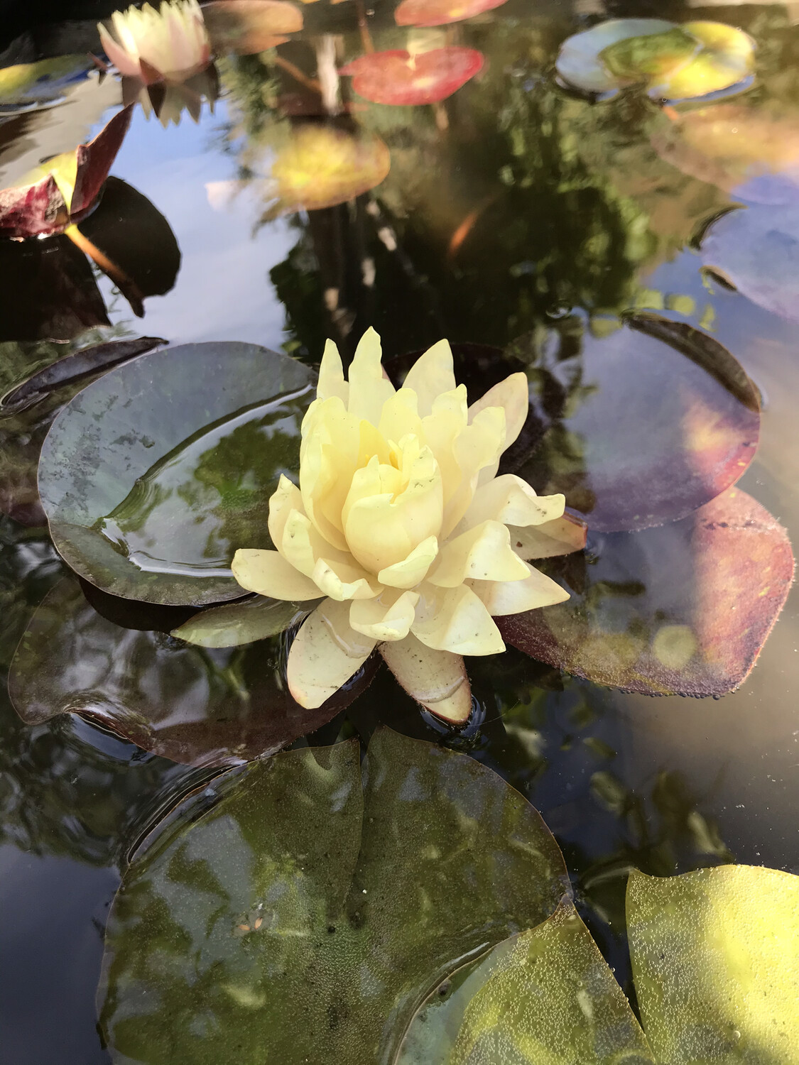 Hardy Water Lily: Cliff Tiffany