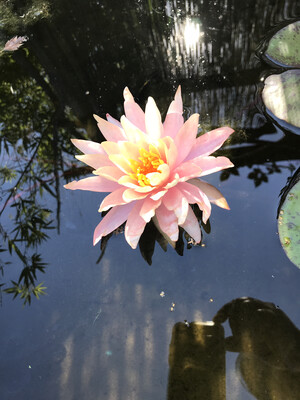 Hardy Water Lily: Pink Grapefruit
