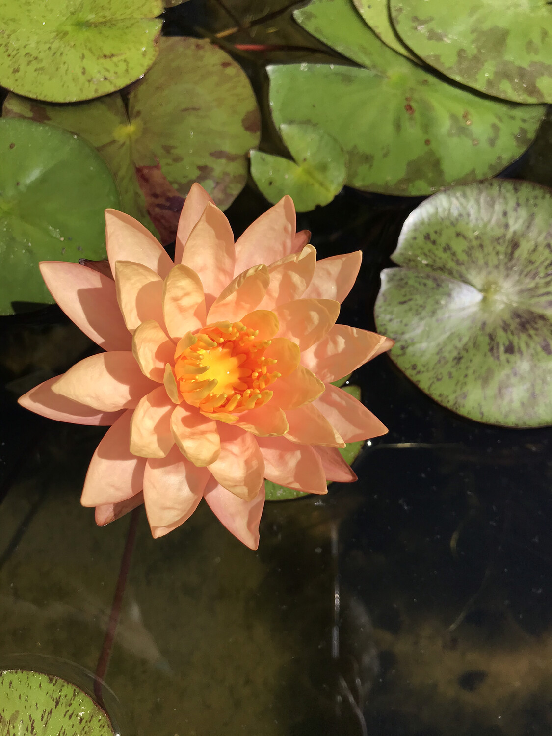 Hardy Water Lily: Siam Sunset