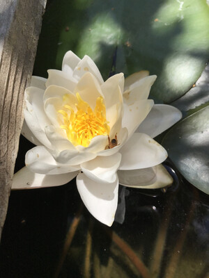 Hardy Water Lily: Siam Jasmine
