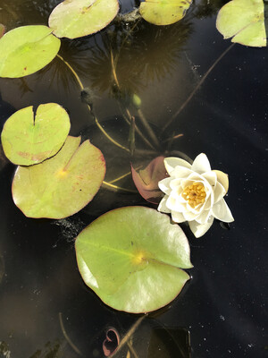 Hardy Water Lily: Hermine