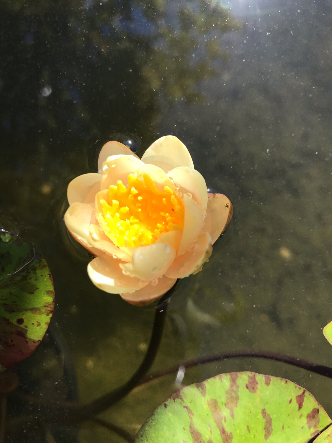 Hardy Water Lily: Indiana