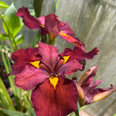 1 Gal Anne Chowning Louisiana Iris