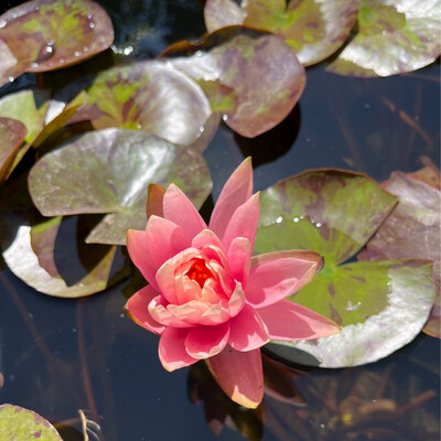 Hardy Water Lily: Prakaisad