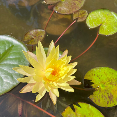 Hardy Water Lily: Sri Bangpra