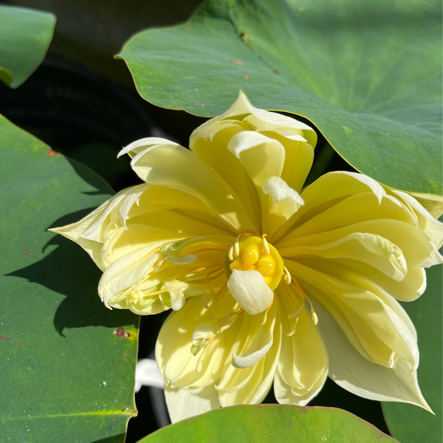 Lotus: Autumn in Moling