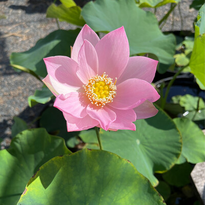 Lotus: Reflection