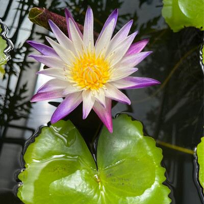 Tropical Water Lily: Purple Joy