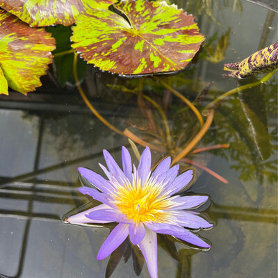 Tropical Water Lily: Star of Siam