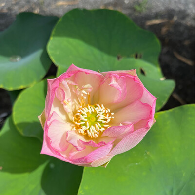 Lotus: Elegance
