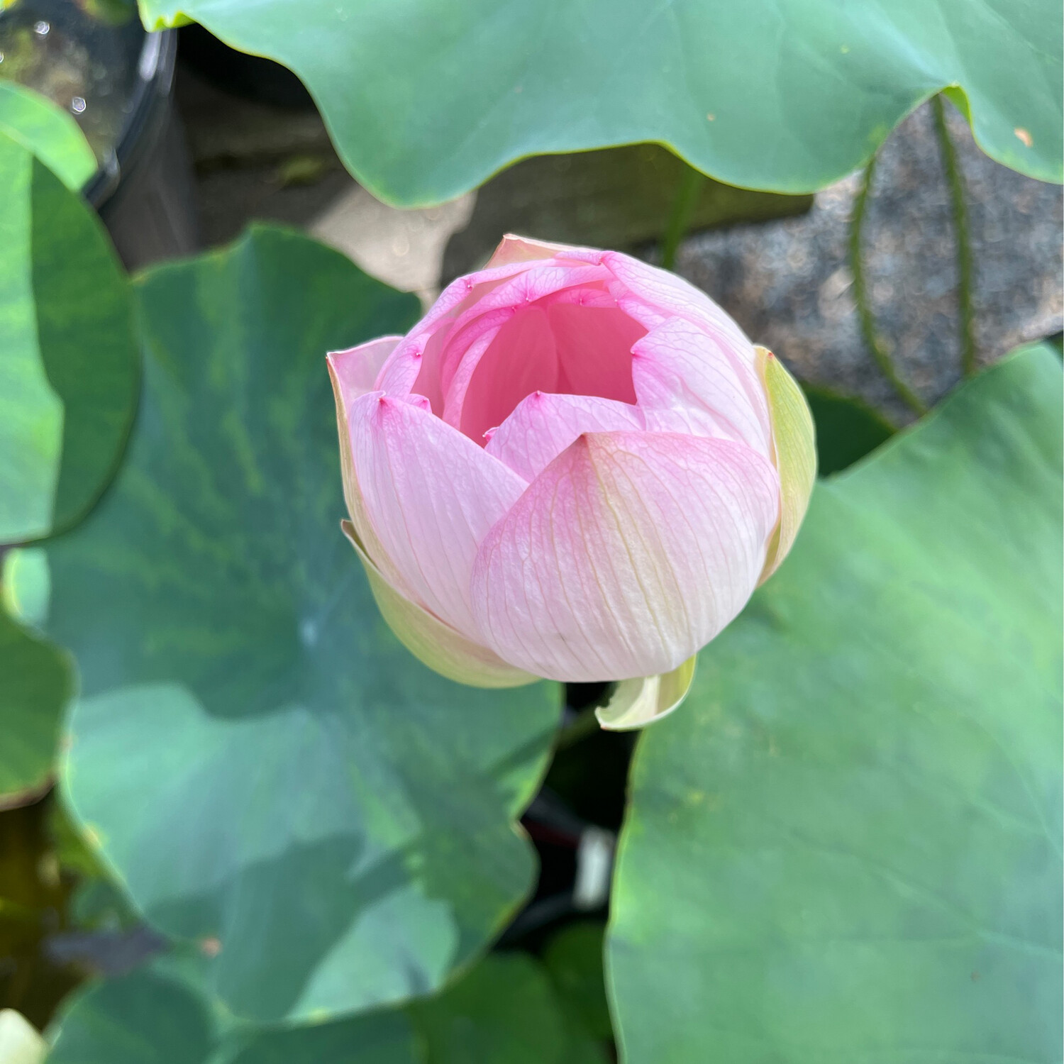 Lotus: Dasajin