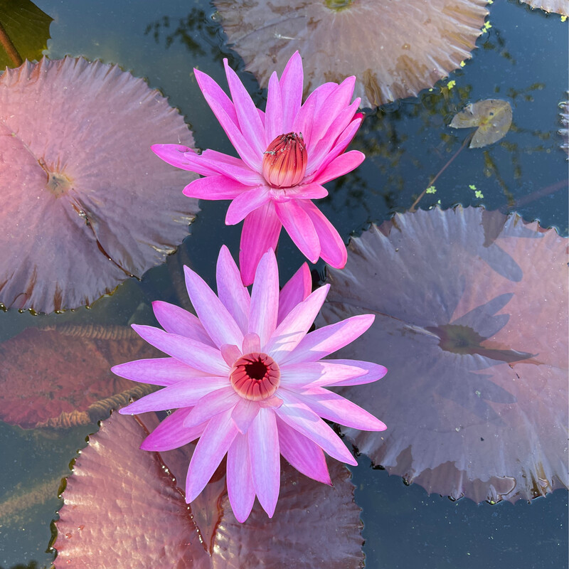 Tropical Water Lily: Maroon Beauty