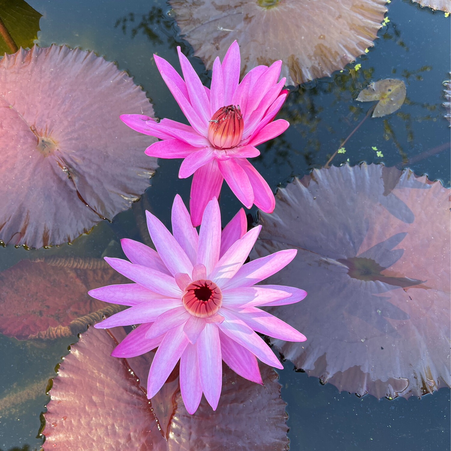 Tropical Water Lily: Maroon Beauty