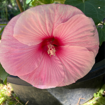 1 Gal Dark Pink Moscheutos Rose Mallow