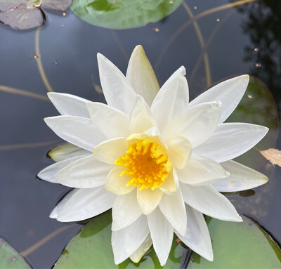 Hardy Water Lily: Hal Miller