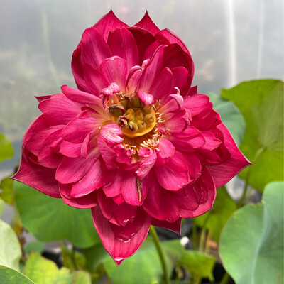 Lotus: Happy Eyes