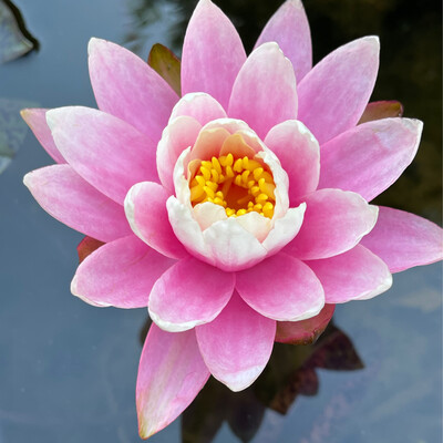 Hardy Water Lily: White Hot Pink