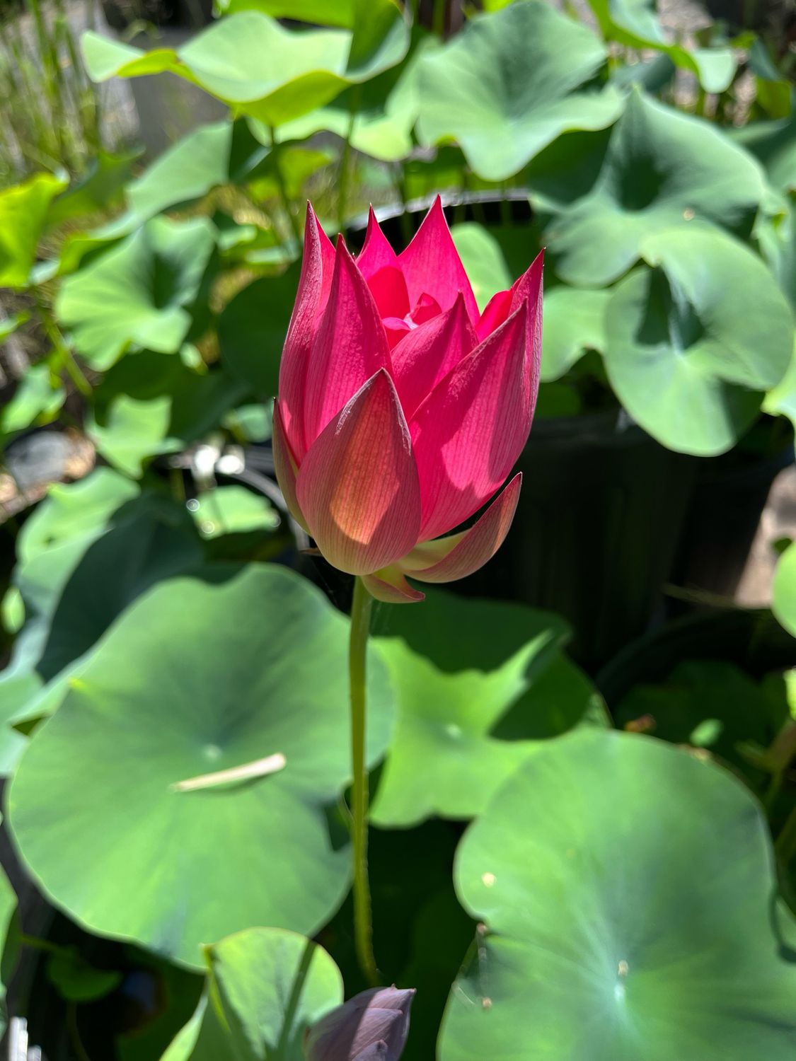 Lotus: Zunyi