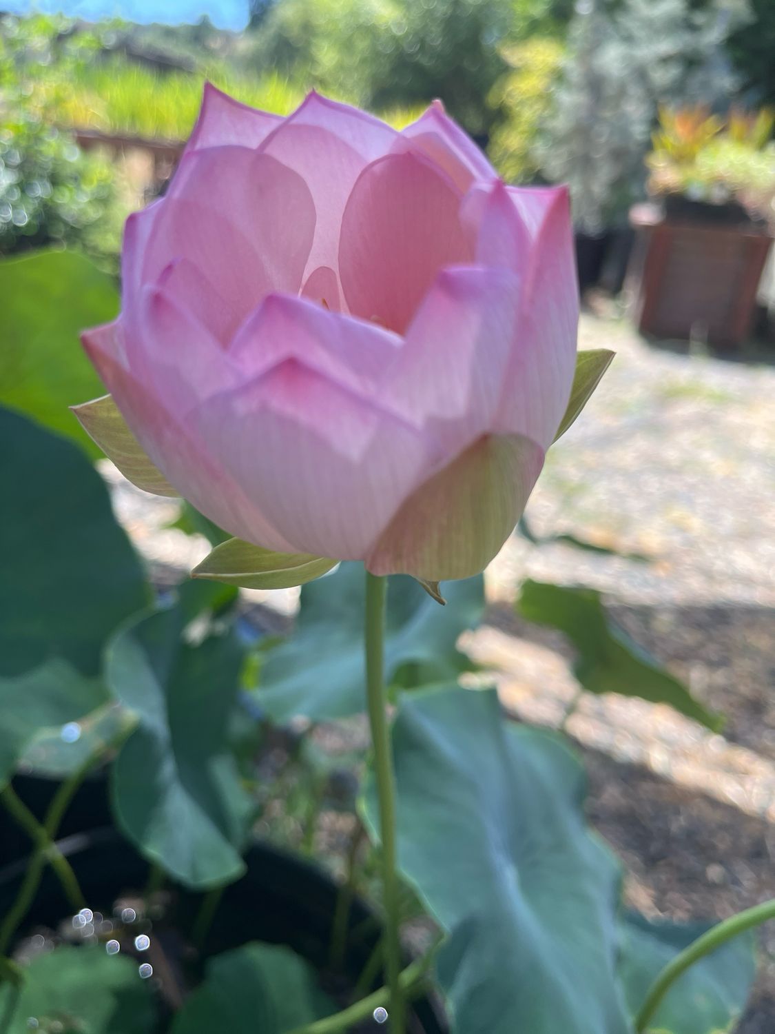 Lotus: Reflection