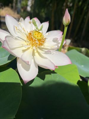 Lotus: Dancing in Jade Tower