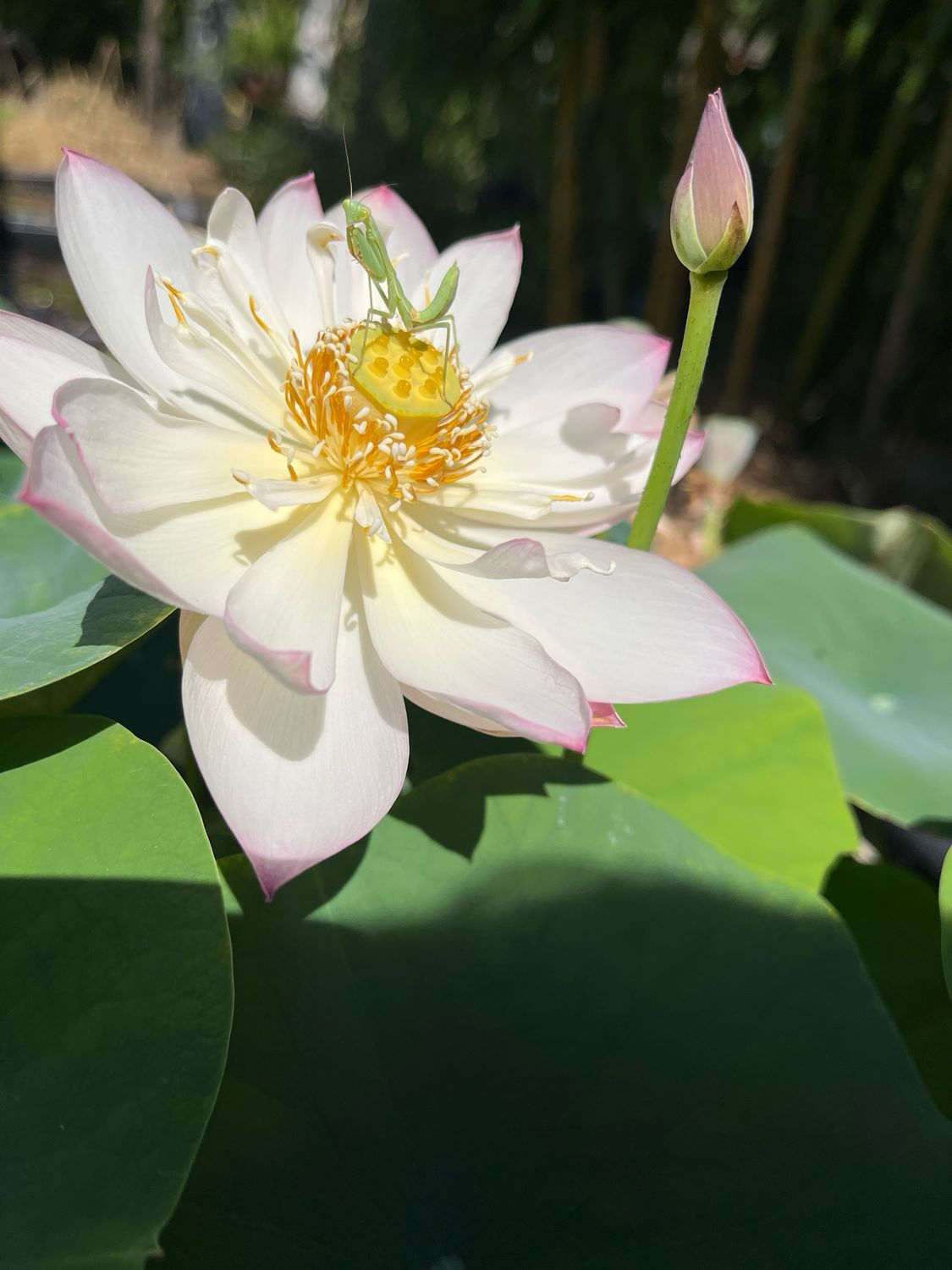 Lotus: Dancing in Jade Tower