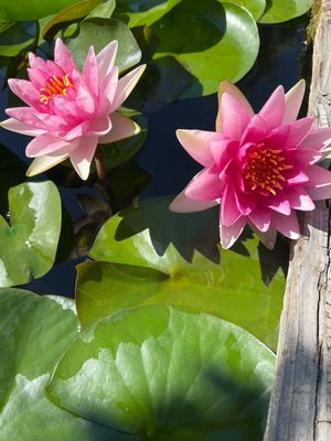 Hardy Water Lily: Attraction