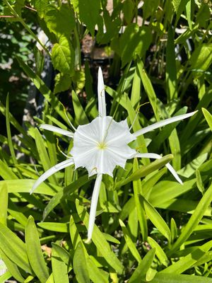 4" Variegated Spider Lily