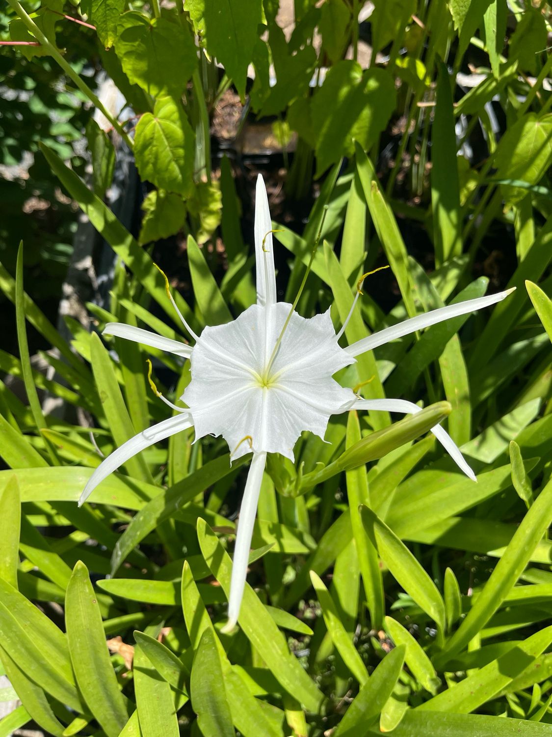 4" Variegated Spider Lily