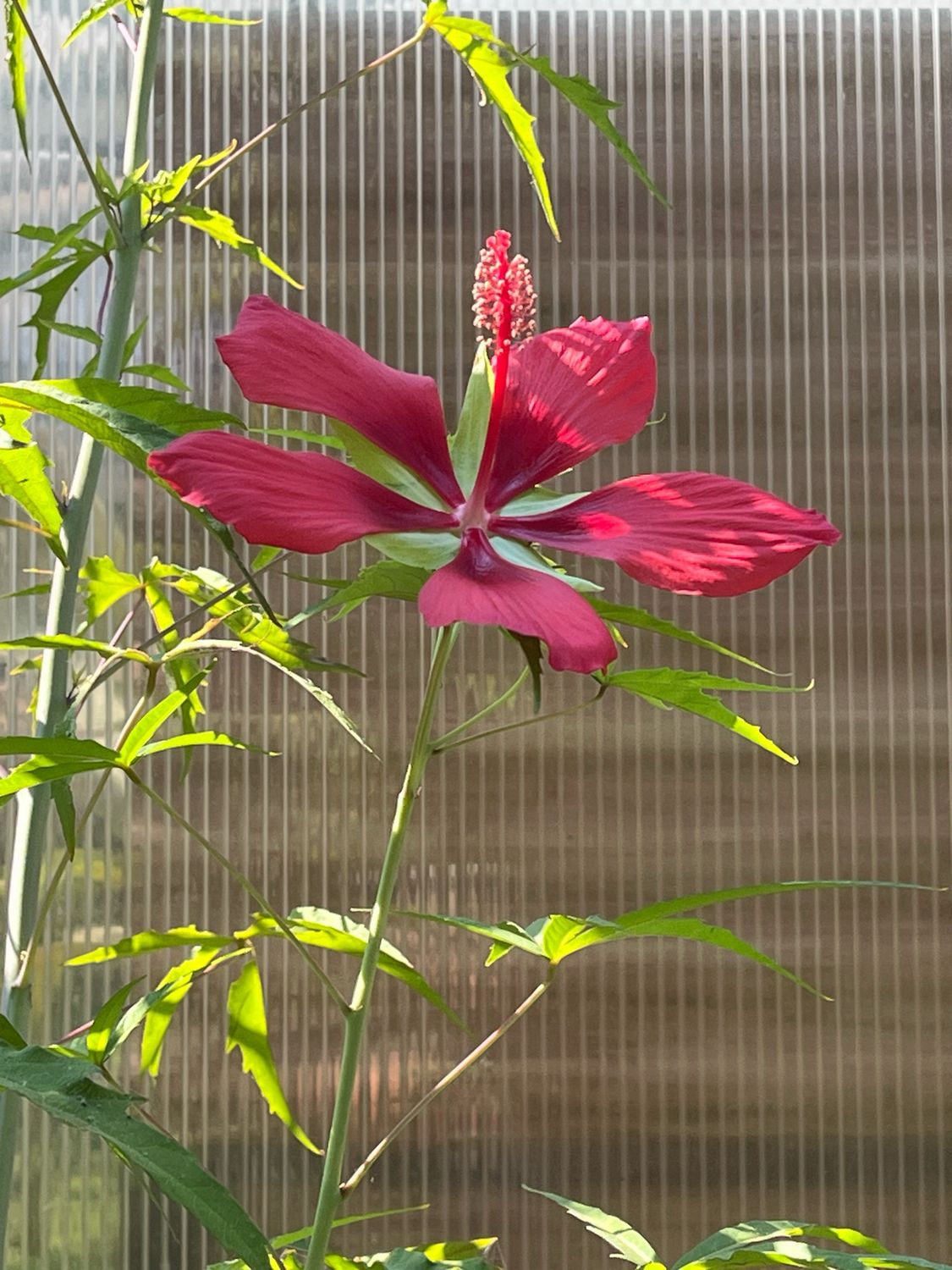1 Gal Hardy Swamp Hibiscus