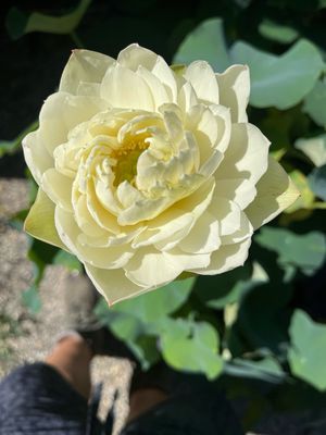 Lotus: White Phoenix